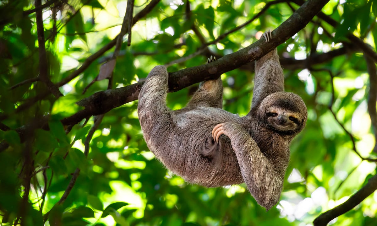 Costa Rica Wildlife Tour Qantas Tours