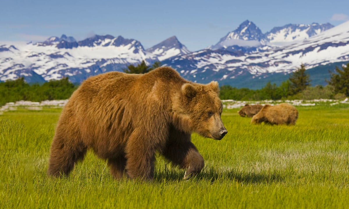 Alaskan Inside Passage Qantas Tours