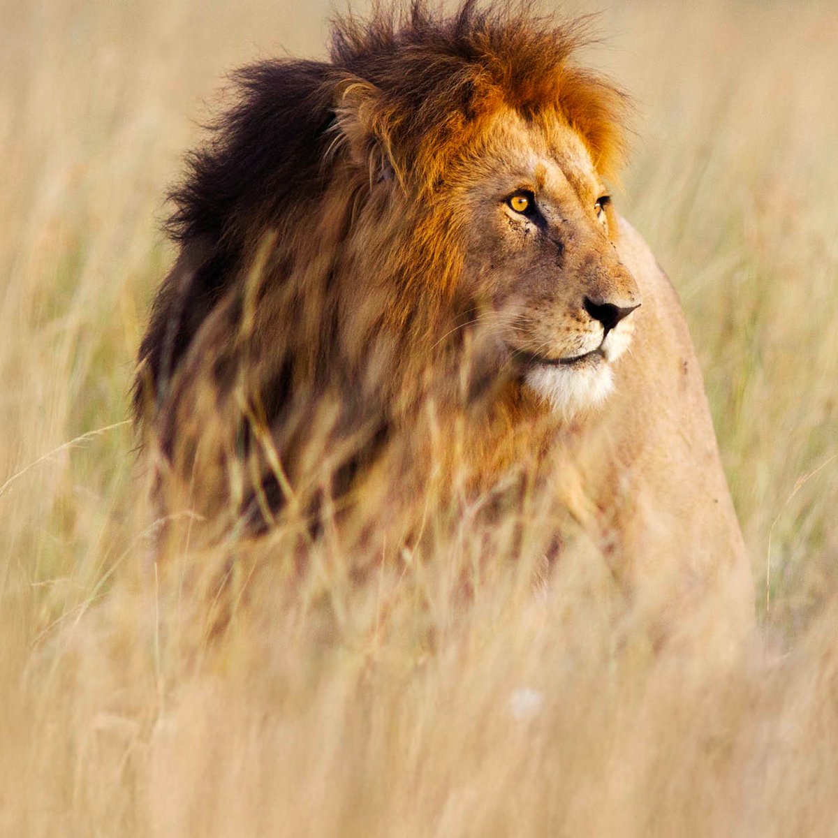 South Africa Tours, Holiday Packages and Travel Deals | TripADeal