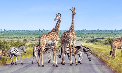 Seek out incredible wildlife in Kruger National Park, South Africa.