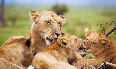 Seek out lion cubs while on safari game drives in Pilanesberg Game Reserve.