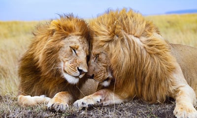Delight in a full-day safari in Masai Mara, Kenya.