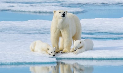 Travel to the edge of the Arctic in an all-inclusive Svalbard expedition cruise.