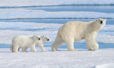 Travel to the edge of the Arctic in an all-inclusive Svalbard expedition cruise.