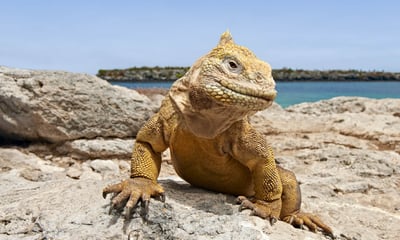 Each day in the Galapagos brings unforgettable wildlife encounters.