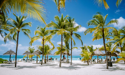 Lay under a palm tree in Oranjestad, Aruba.