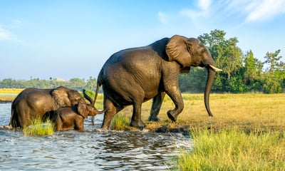 Channel your inner-explorer in Chobe National Park, Botswana.