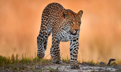 Uncover incredible wildlife on safari in Chobe National Park, Botswana.