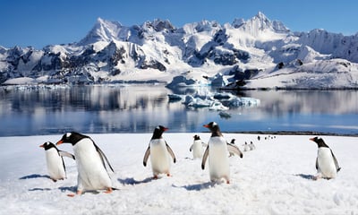 Search for Gentoo penguins while in Antarctica.