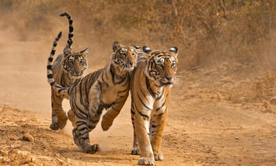 Search for the elusive Royal Bengal tiger in Ranthambore National Park, India
