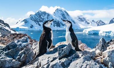 Marvel at the stunning landscapes of Antarctica.
