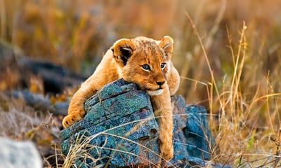 Kick off your adventure with a 5-star South African safari experience.