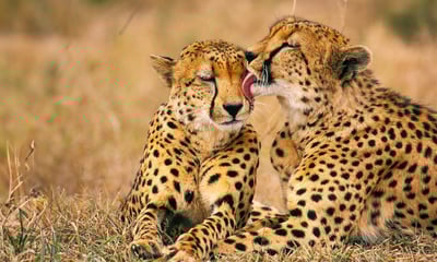 Tick off your bucket list on safari in South Africa’s Kruger National Park.