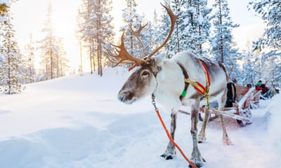 Visit a reindeer camp in Finnish Lapland.