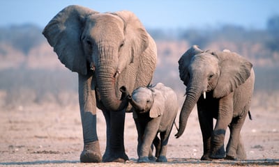 Keep your camera ready for sightings of elephants and more on this 10-day South Africa tour.