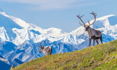 The Alaska & Denali Wilderness Explorer is a must for wildlife lovers. You may spot a caribou.