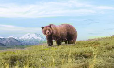 Experience the raw beauty of Alaska's wilderness on this epic rail and sail holiday.