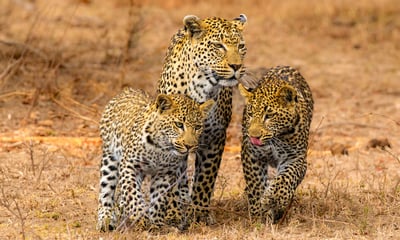 Join expert rangers on thrilling game drives to track lions, leopards and other Big 5 wildlife.