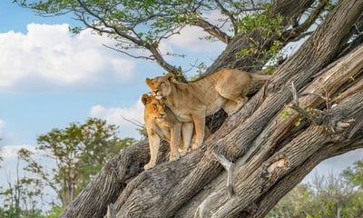 Lions are one of the Big 5 wildlife to look out for while in Africa.
