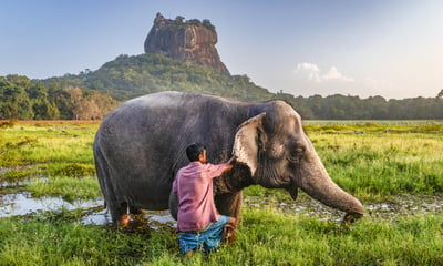 Spot beautiful elephants in Udawalawe.