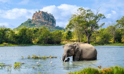 Spot beautiful elephants in Udawalawe.