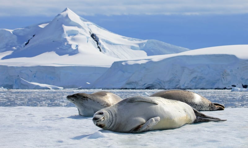 Navigate to Antarctica's Gerlache Strait, watching for seals, whales, penguins & more.