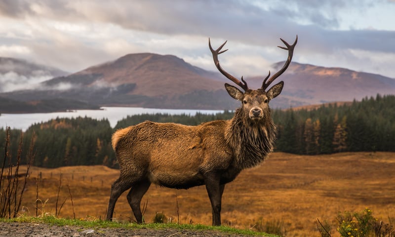 The red deer is Scotland's largest stag.
