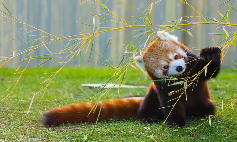 See endangered Red Panda's at Padmaja Naidu Himalayan Zoological Park in Darjeeling, India.