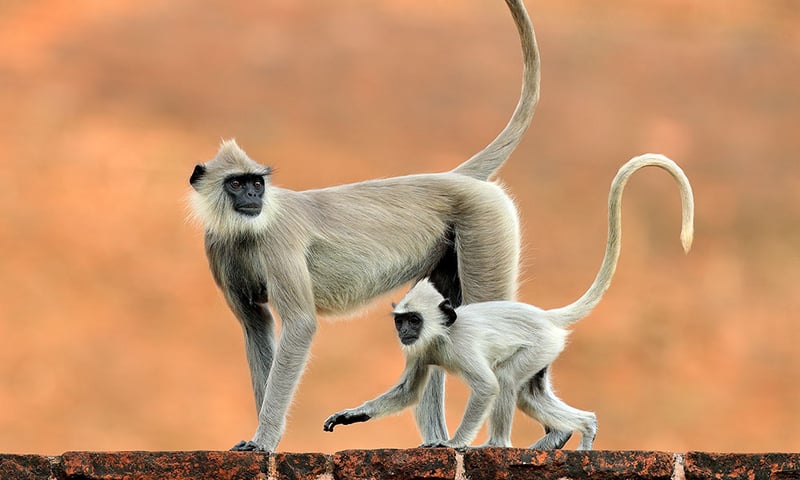 Common Langurs