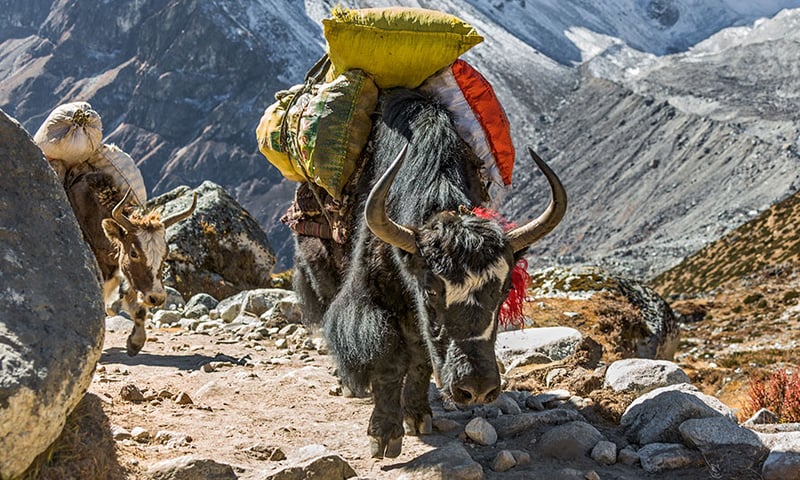 Yaks helping to carry luggage on the journey to Everest base camp.