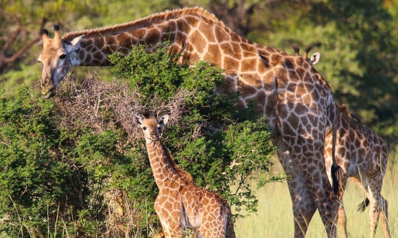 South African game reserves are home to an abundance of wildlife and hundreds of bird species.