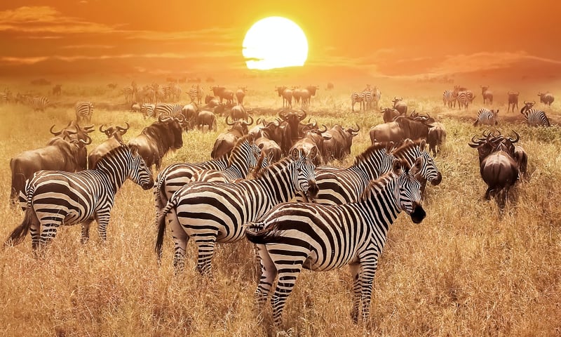 See impalas, zebras, giraffes and ostriches graze together in South Africa.