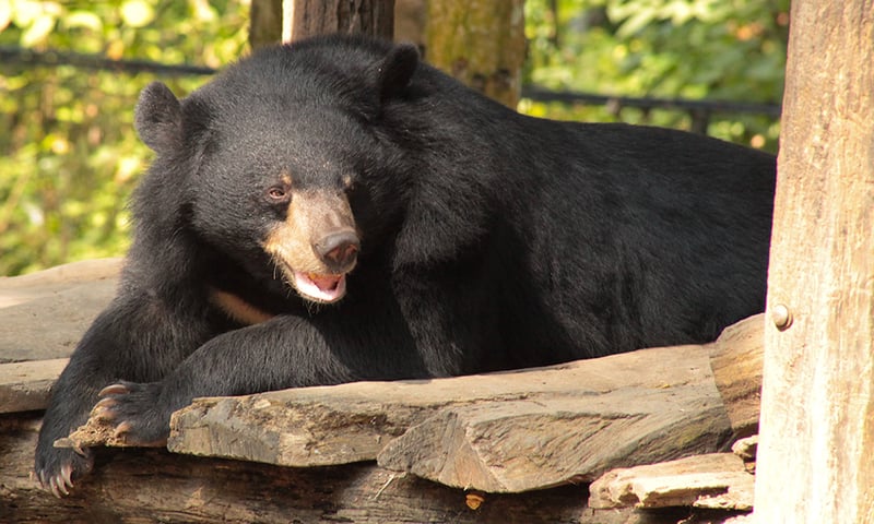 Visit the Tat Kuang Si Bear Rescue Centre, housing rescue bears, leopard & other animals.