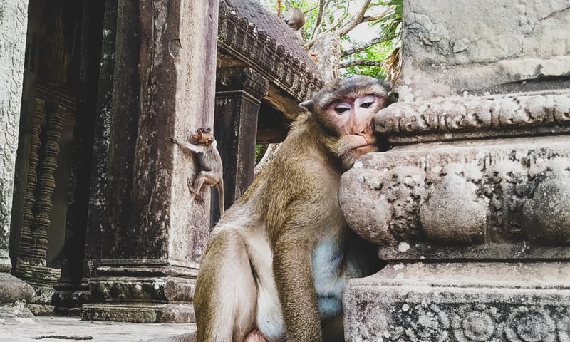 Laugh at the antics of the wild monkeys among the temple complex of Angkor Wat.