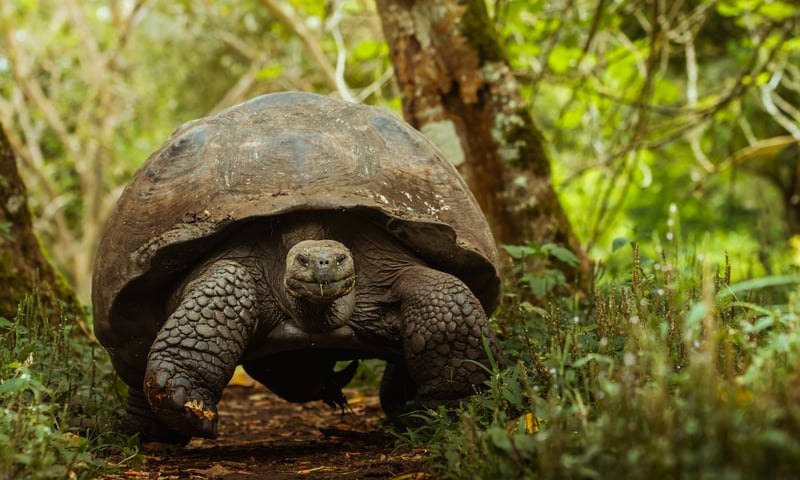 Spot wild Galapagos tortoises when you choose the 8-day pre-tour extension