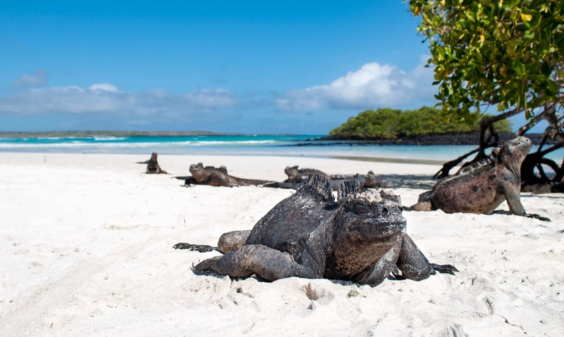 Spot iguana on the white sandy beaches in the Galapagos with this incredible pre-tour extension