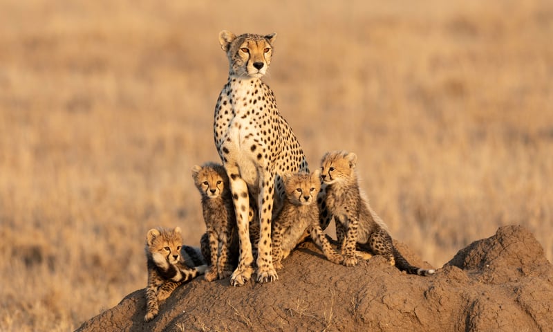 Get your camera ready to snap photographs of elusive cheetahs in Khwai Conservation area, Botswana.