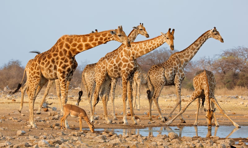 Enjoy a full-day game drive through Etosha National Park, Namibia.