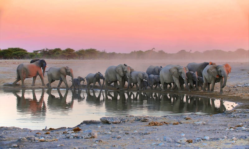Search for elephants, lions and more in Etosha National Park, Namibia.