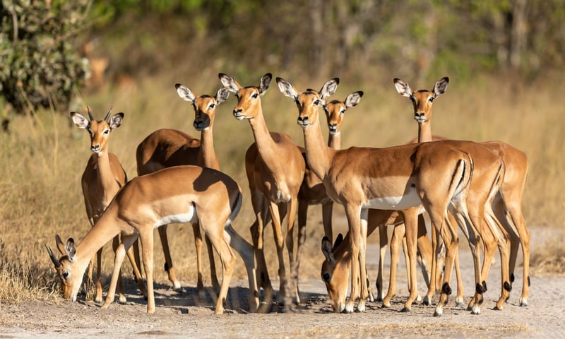 Take a thrilling game drive through the stunning Khwai Conservation, Botswana.