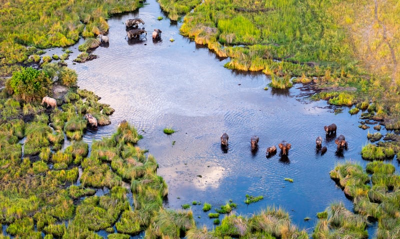 Cruise the waters like a local to look for the diverse wildlife of the Okavango Delta, Botswana.
