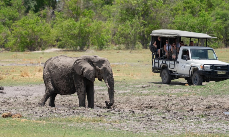 See unforgettable scenery and wildlife while on a game drive, Khwai Conservation area, Botswana.