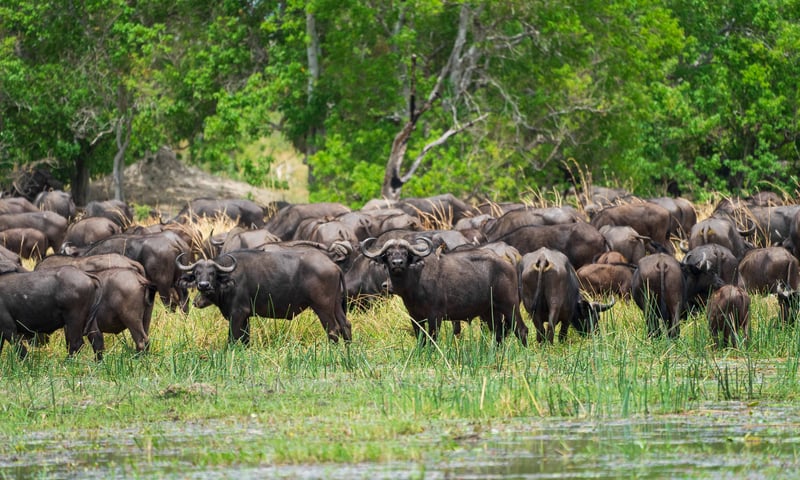 Stare in wonder at incredible wildlife while at Khwai Conservation area, Botswana.
