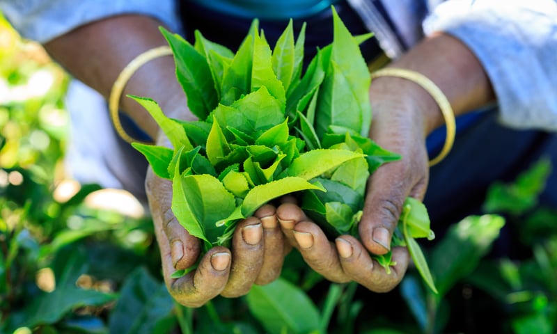 Watch the tea production process of Ceylon Tea in Nuwara Eliya, Sri Lanka.