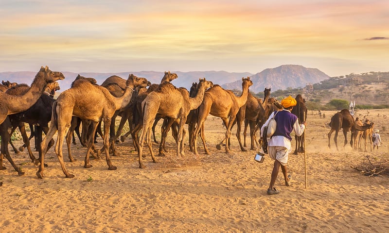 Camels led through a desert landscape by camel traders near Pushkar, India.
