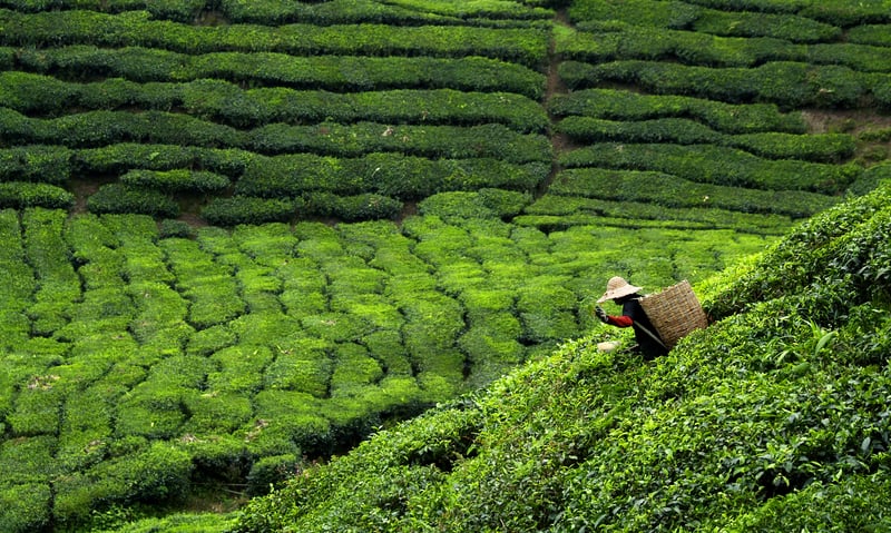 Stop at the Meijiawu Tea Village in Hangzhou, China.
