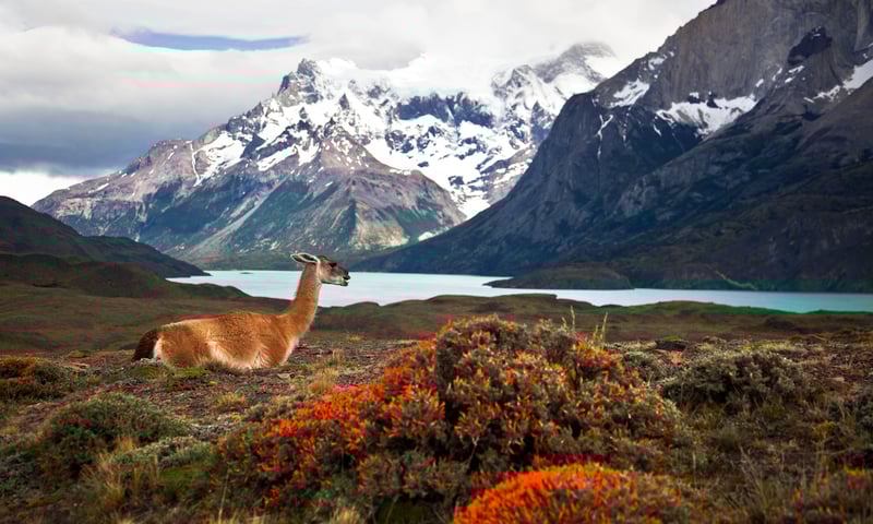 Explore Torres del Paine National Park, Chile.