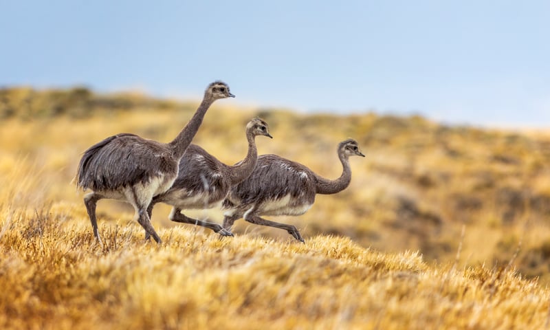 Look out for Darwin's rhea in open scrub in the grasslands of Patagonia, Chile.