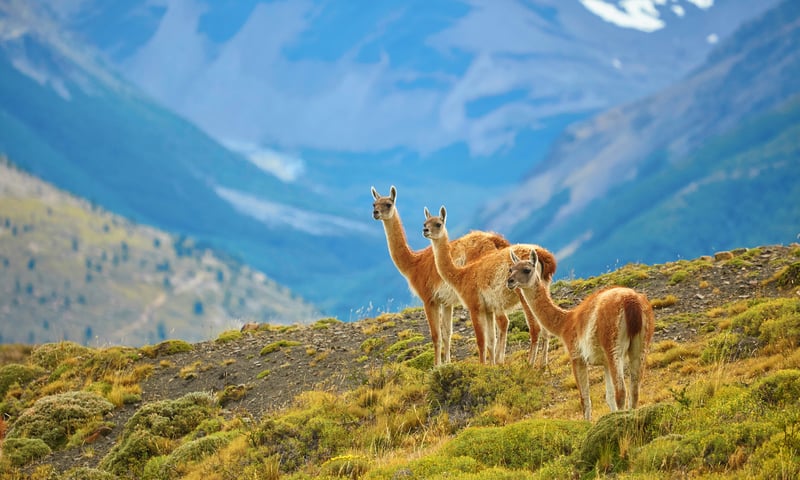 Seek out guanacos in Patagonia, Chile.