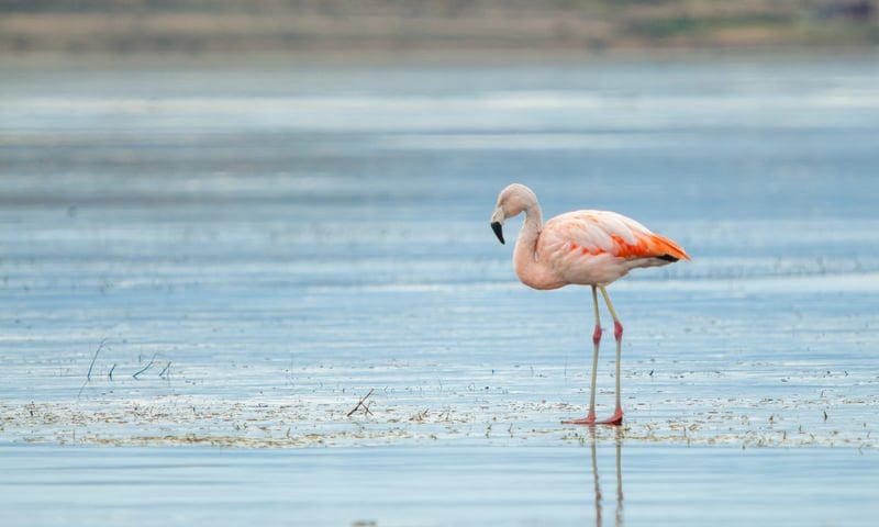 Look out for Chilean flamingos in Patagonia, Chile.